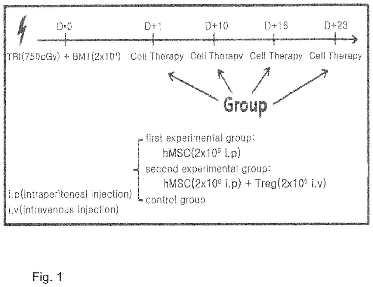 Cell therapy composition for preventing or treating immune disease comprising mesenchymal stem cells and immunoregulatory t-cells as active ingredient