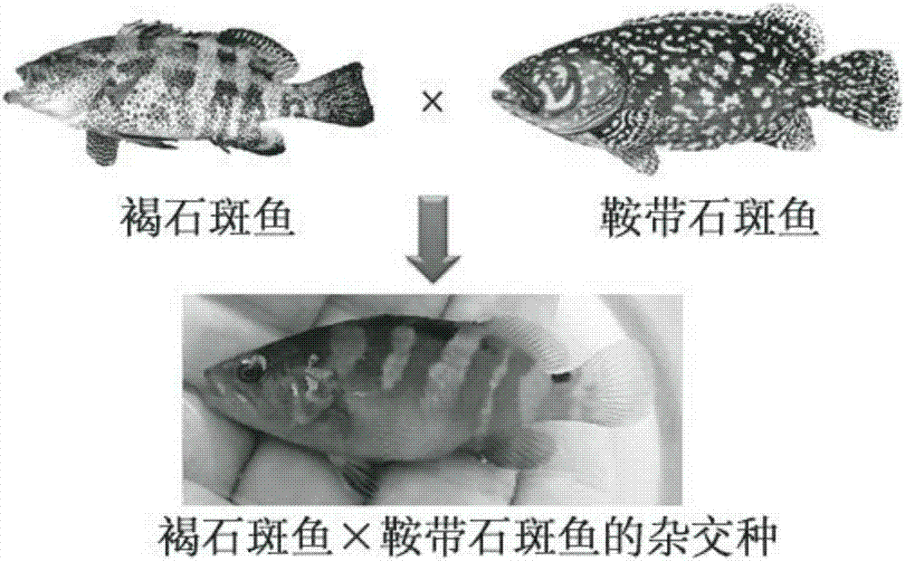 Hybrid between longtooth grouper Epinephelus bruneus and giant grouper Epinephelus lanceolatus and a hybridization method thereof