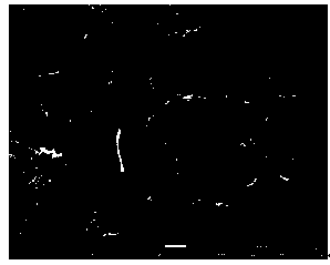 Catalyst for preparing ethylene by selective hydrogenation of acetylene, preparation method and application