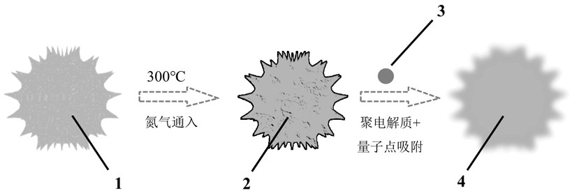 A kind of composite quantum dot coded microsphere based on natural spiny pollen and its preparation method