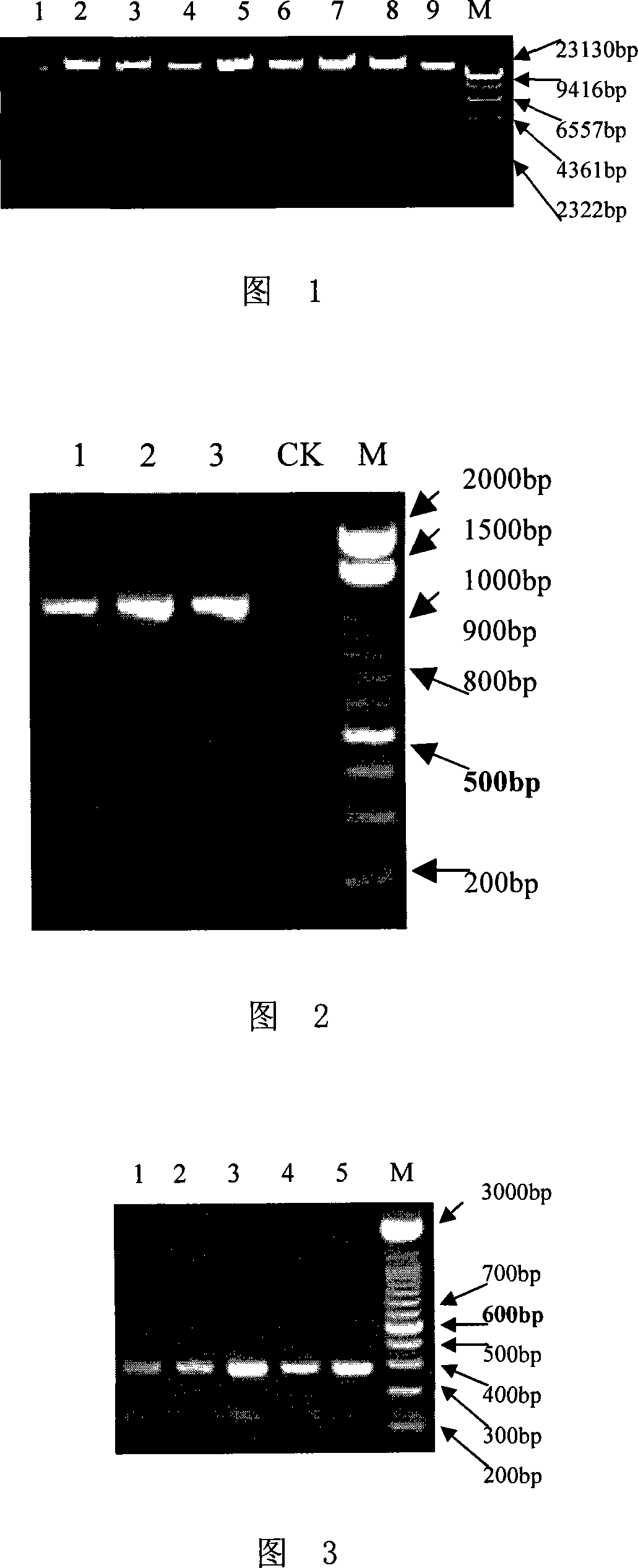 Method for extracting genome DNA from mammal solidification blood