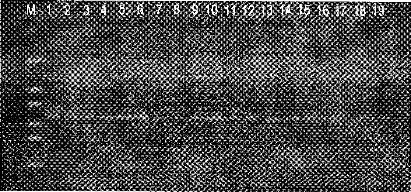 Nucleotide sequence and method for identifying radix cyathulae genunie medicinal materials