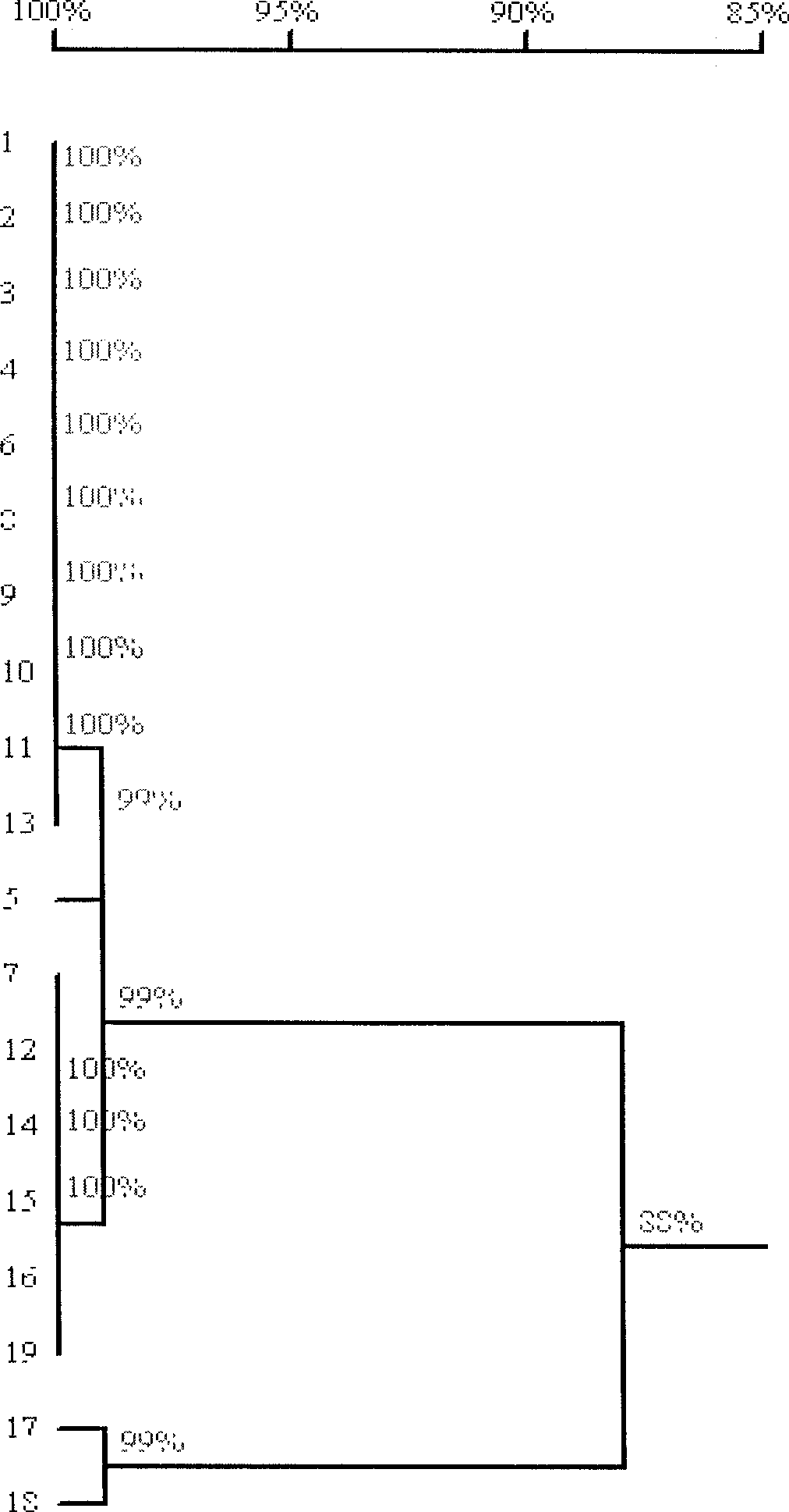 Nucleotide sequence and method for identifying radix cyathulae genunie medicinal materials