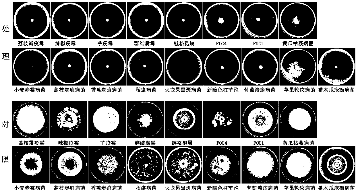 Application of Volatile Substances Produced by Streptomyces faecalis in Plant Disease Control