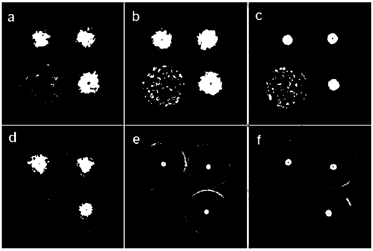 Application of Volatile Substances Produced by Streptomyces faecalis in Plant Disease Control