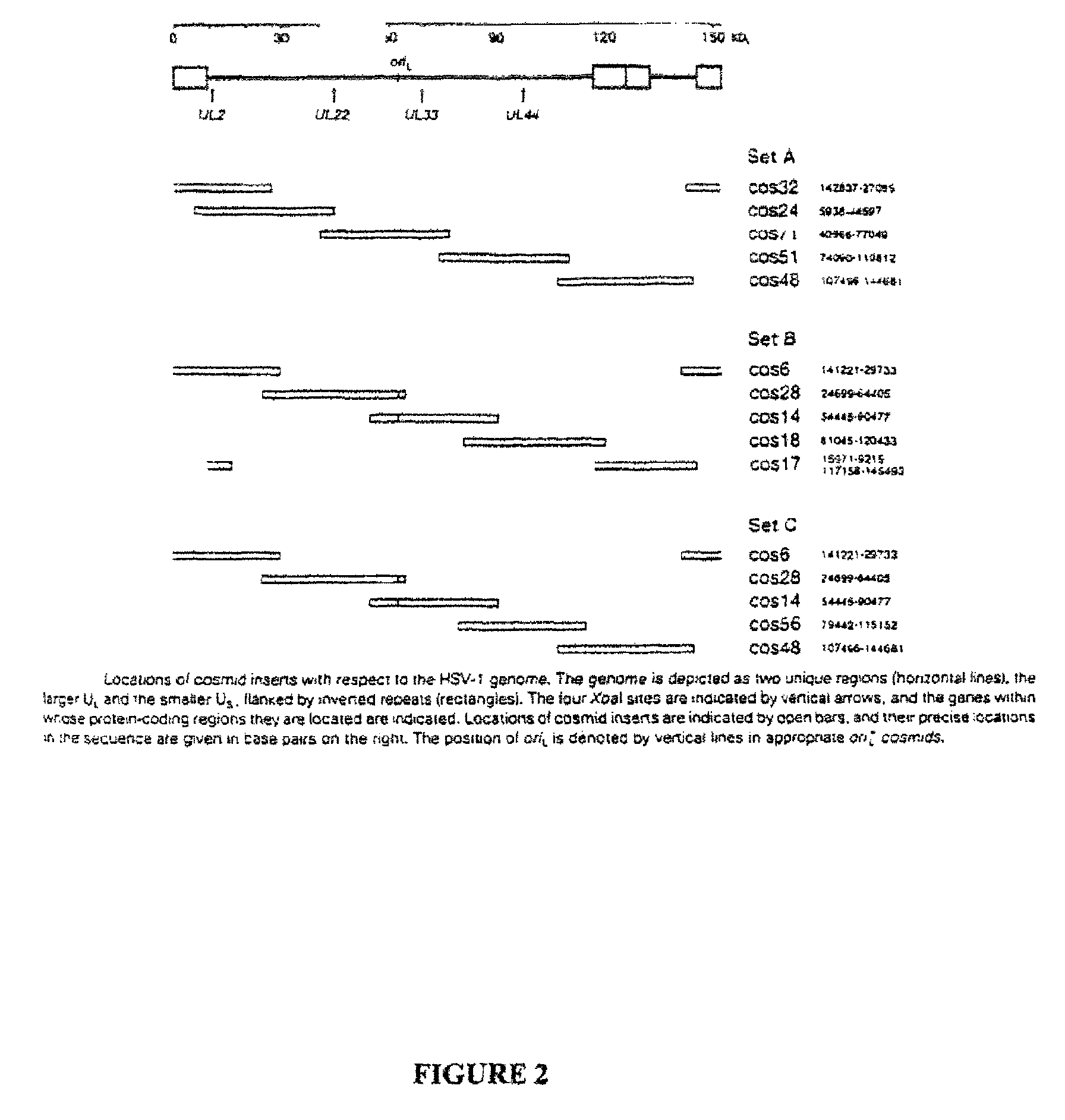 Cosmid DNA constructs and methods of making and using same