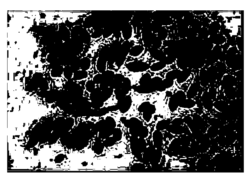 Glutaraldehyde degradation strain as well as preparation method and application thereof