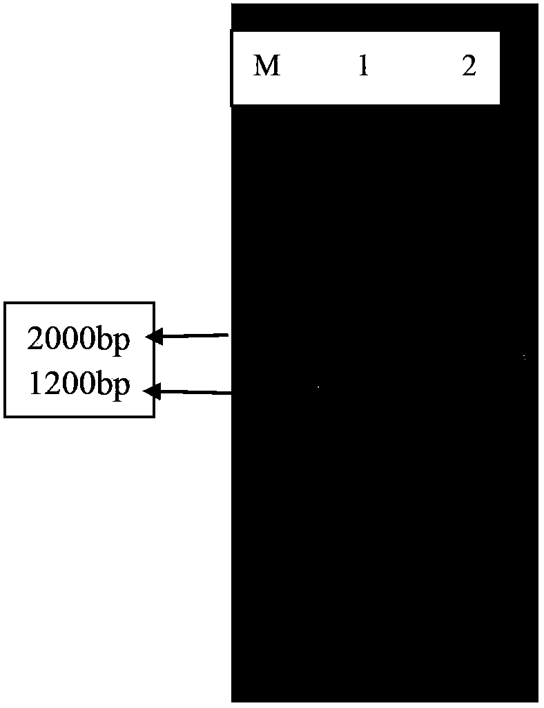 Glutaraldehyde degradation strain as well as preparation method and application thereof