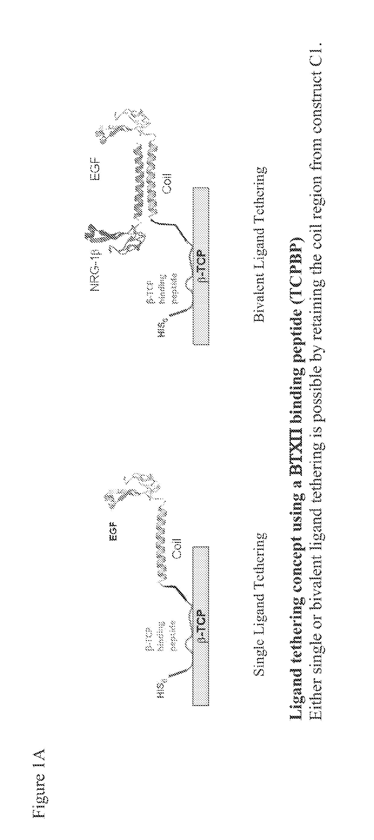 Tricalcium phosphate binding peptides and uses thereof