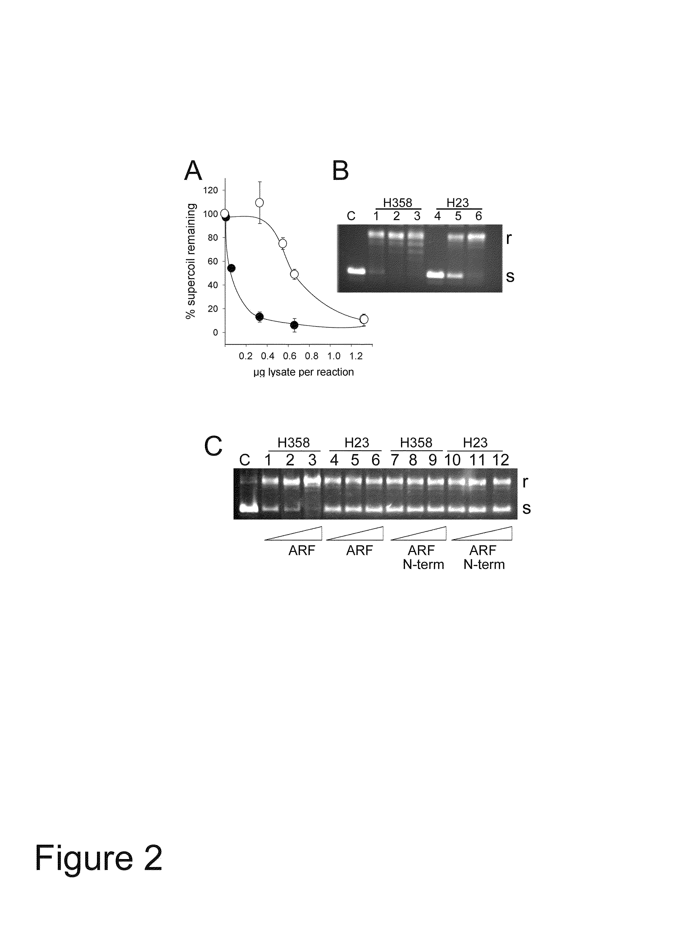 Methods and compositions for topoisomerase I modulated tumor suppression