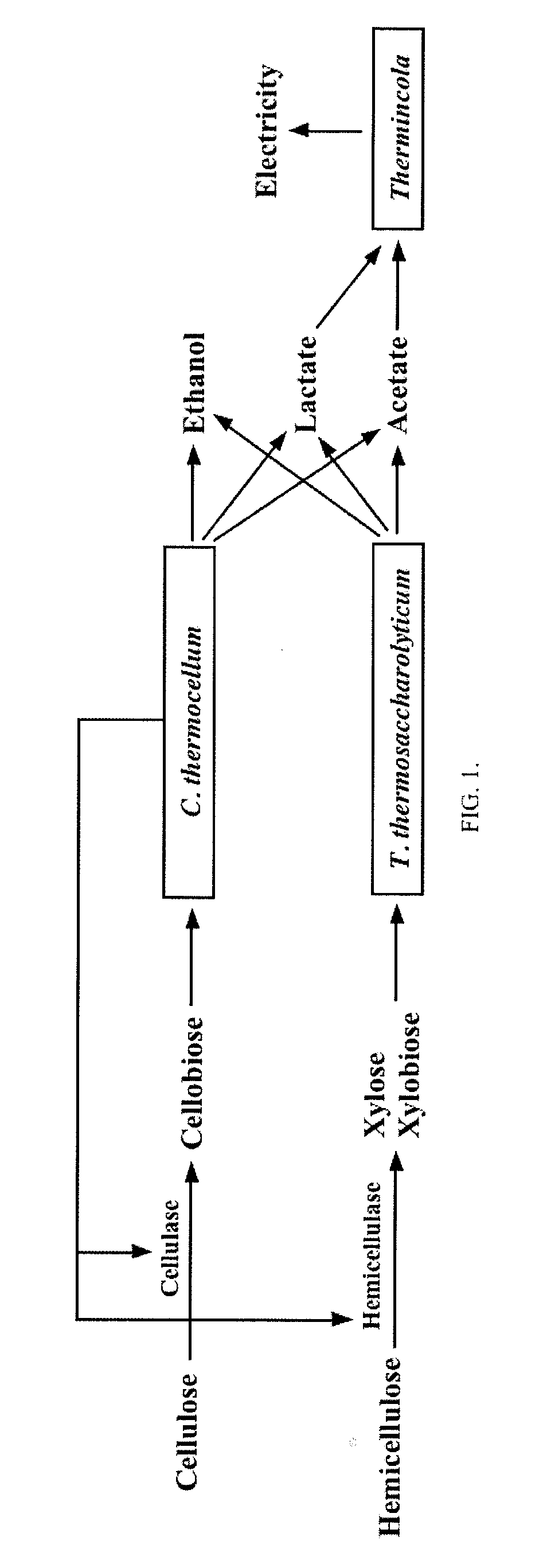 Apparatus and methods for the production of ethanol, hydrogen and electricity