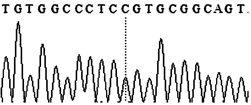 Molecular marker capable of simultaneously indicating and identifying spinning count and curvature property of sheep wool and application