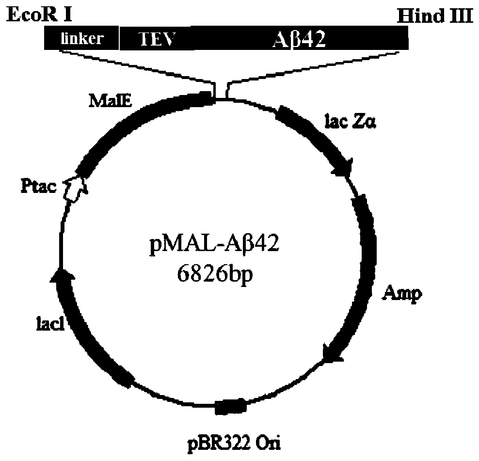 Efficient Soluble Expression and Purification of Aβ42 in Escherichia coli
