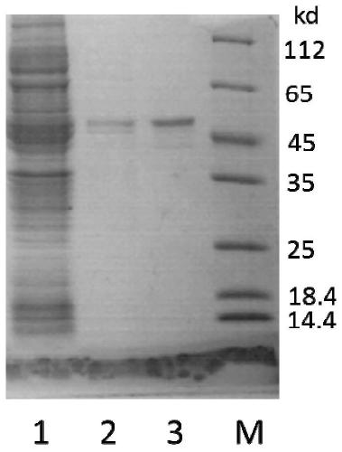 Efficient Soluble Expression and Purification of Aβ42 in Escherichia coli