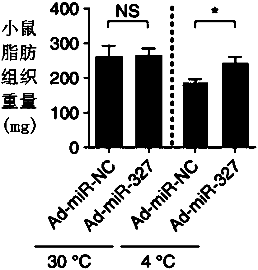 Application of miR-327 inhibitor and/or FGF10 accelerant to medicine for preventing and/or treating fat metabolism syndromes