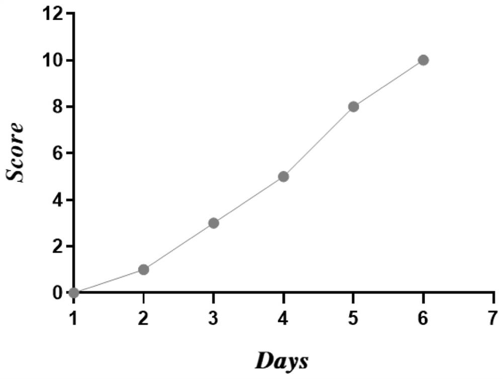 Non-diagnostic evaluation method after mouse back psoriasis model construction