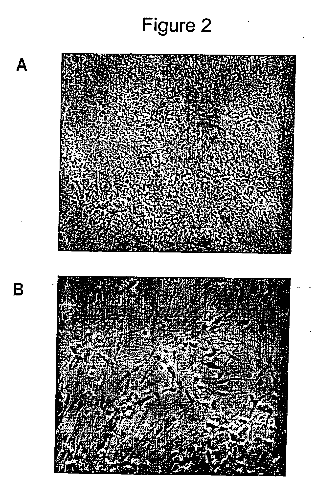 Compositions and methods for neural differentiation of embryonic stem cells