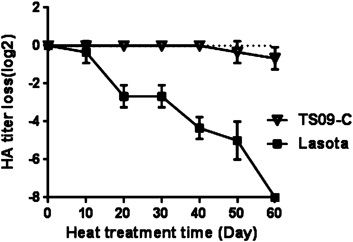 Inactivated vaccine prepared by Newcastle disease virus heat stable strain and preparation method thereof