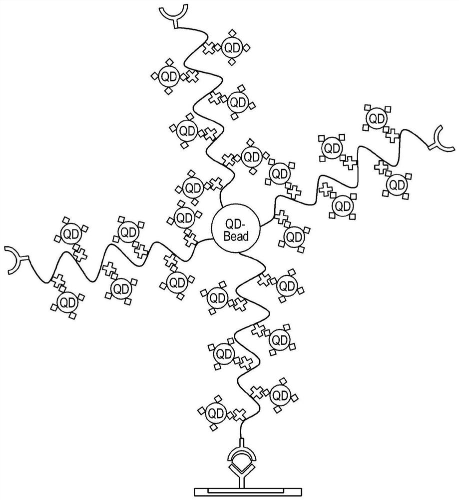 Quantum dot bead having multifunctional ligand, and target antigen detection method and bio-diagnostic apparatus using same