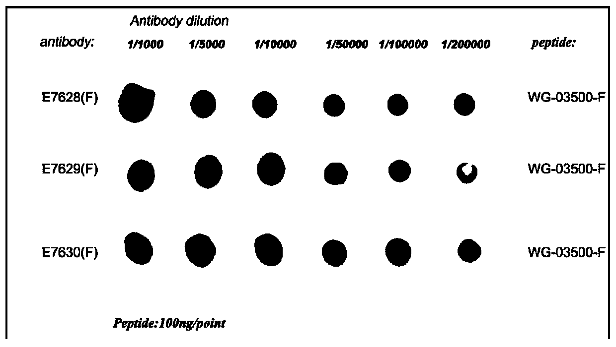 Polypeptide used for preparing anaphylactoid reaction double-antibody sandwich kit paired antibody and application thereof