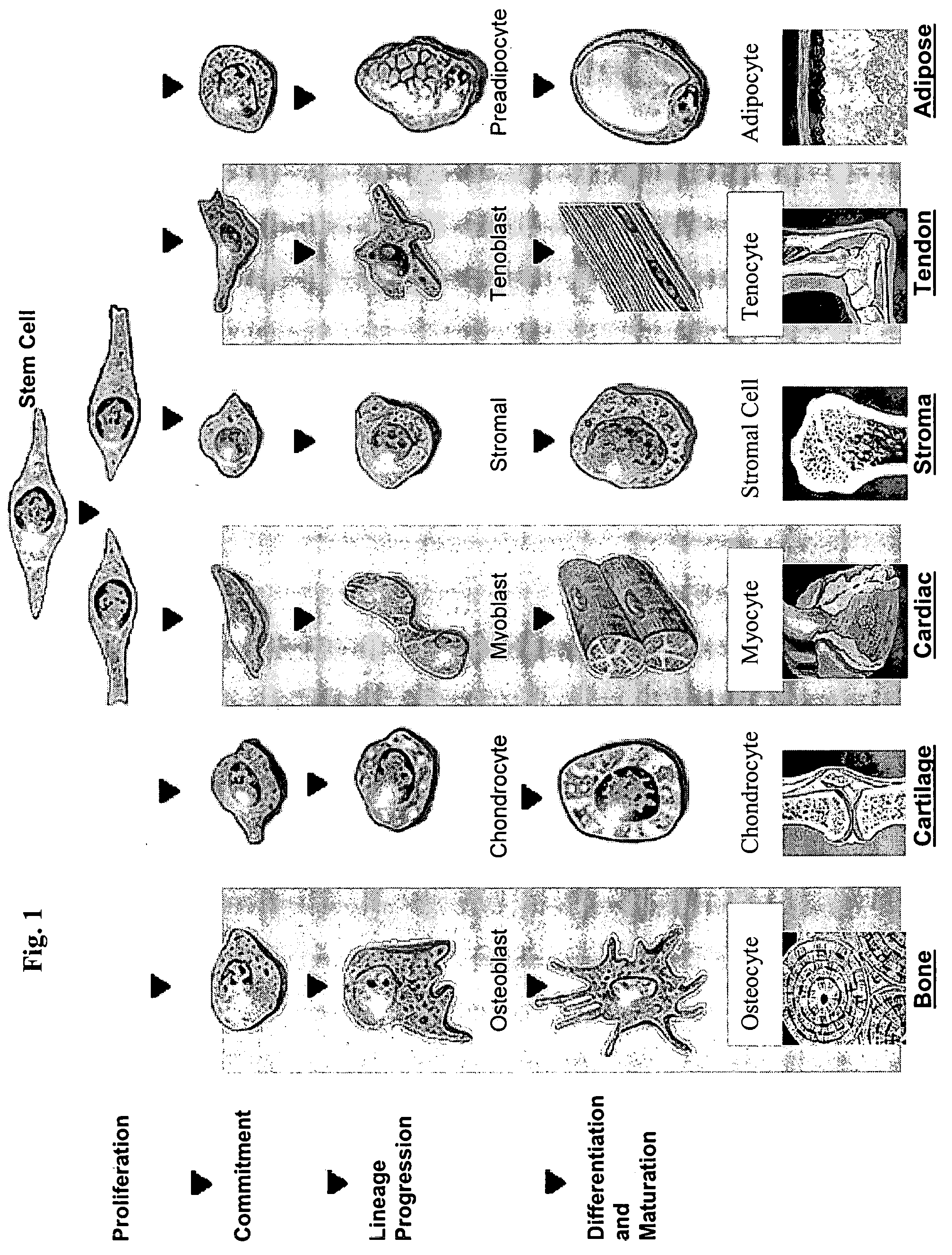 Stem cells for clinical and commercial uses