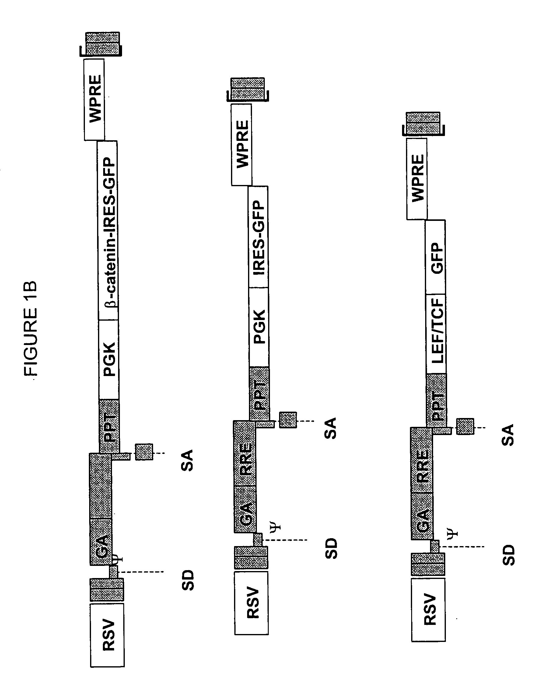Methods of identifying and isolating stem cells and cancer stem cells