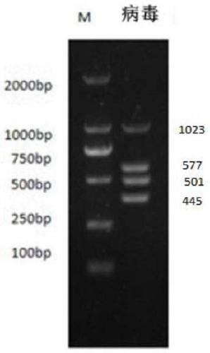 Multiplex PCR primer for detecting four viruses of dog, detection method and application