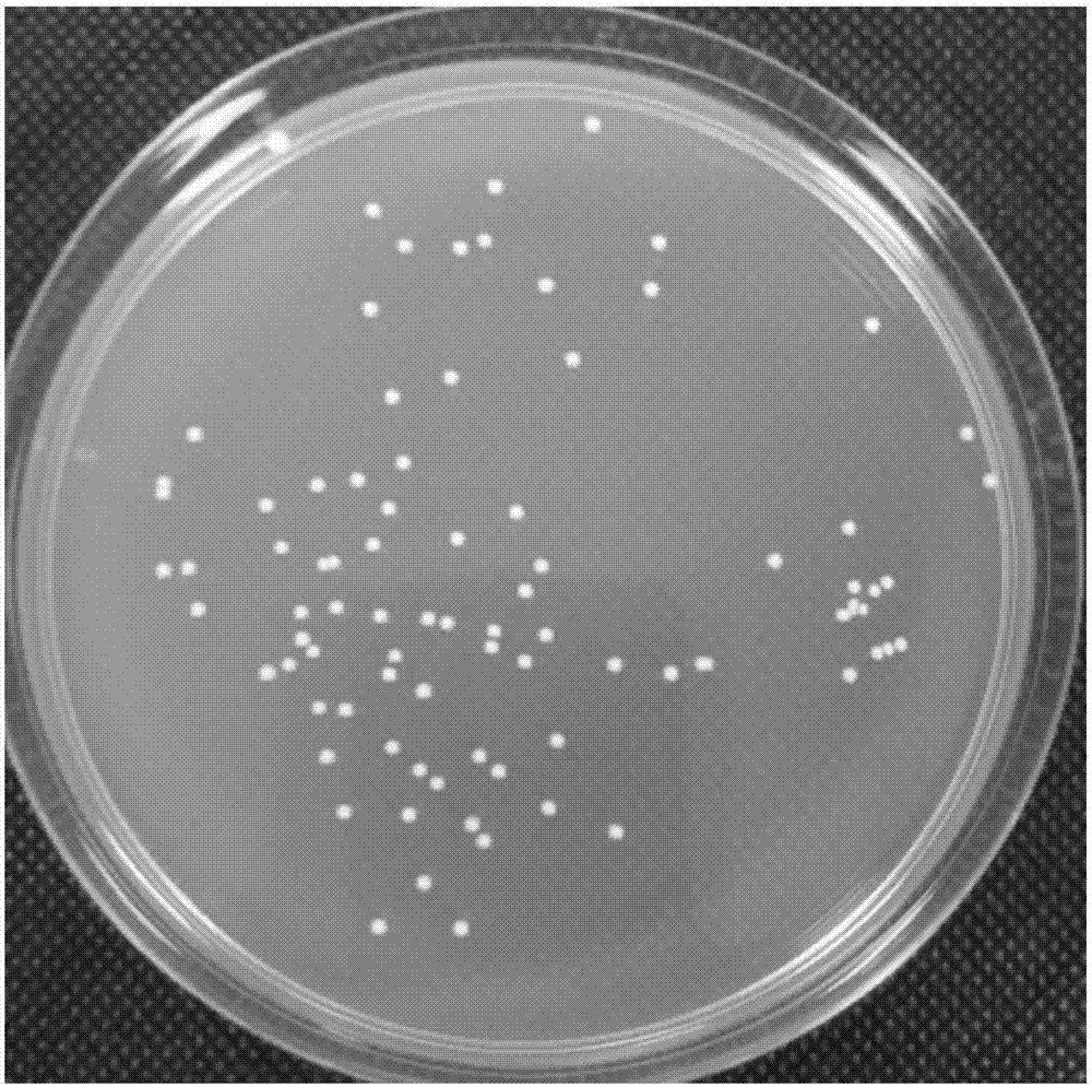 Lactobacillus gasseri and application thereof for preparing vaginal bacteriostatic drugs