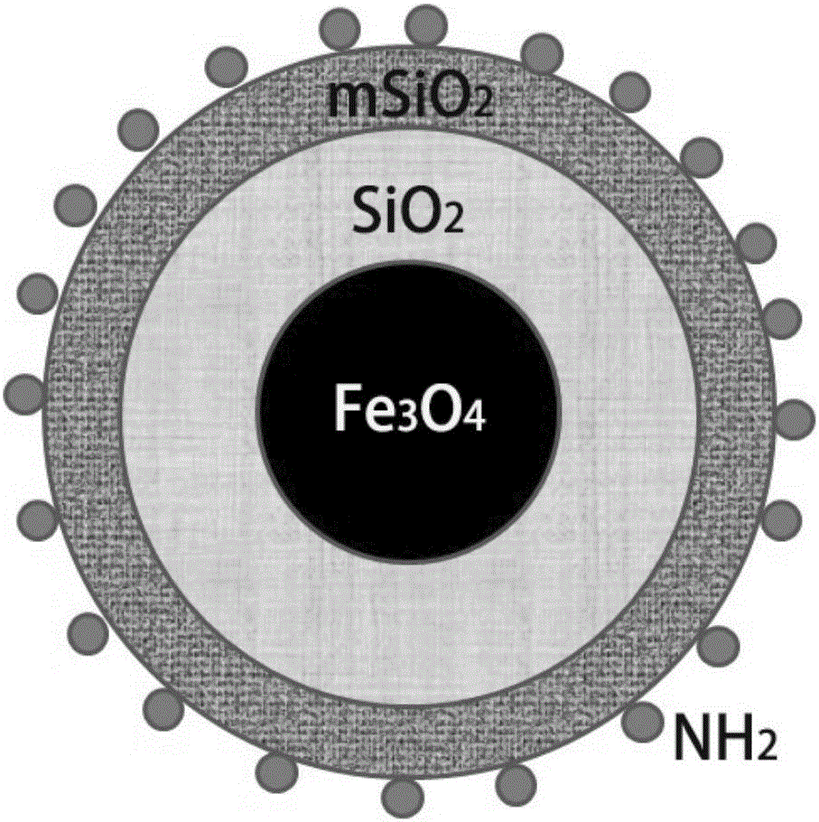 Preparation and application of amino modified Fe3O4@SiO2@mSiO2 composite particles with mesoporous structure