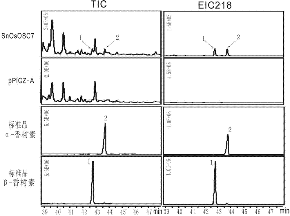Optimized triterpenoid synthase coding gene and application thereof