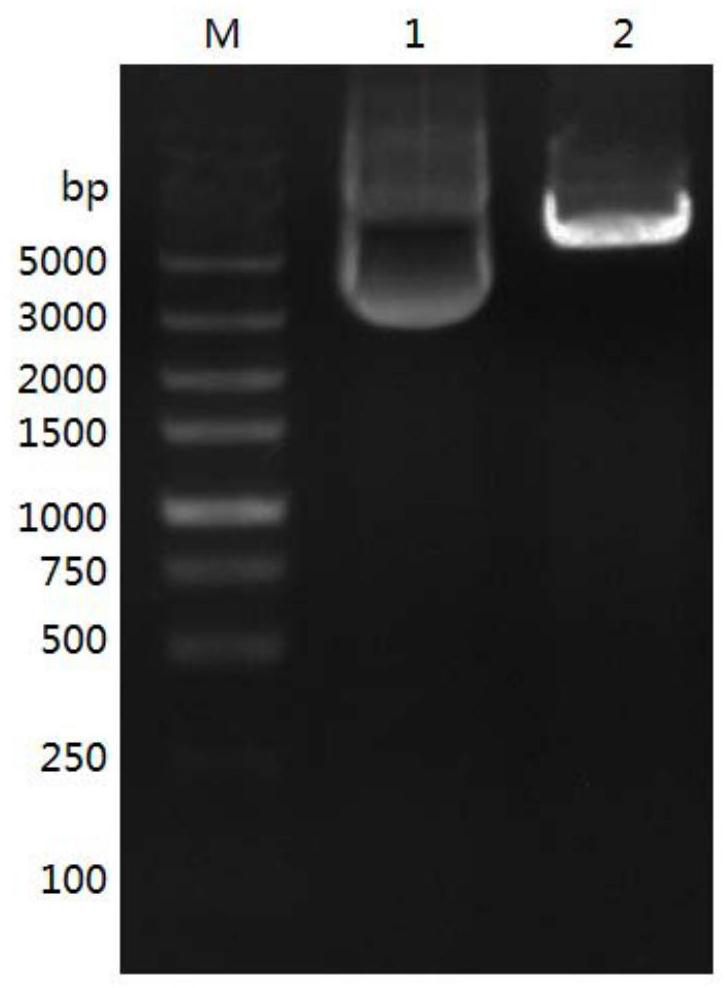 A kind of fungus source β propeller type recombinant phytase r-aophytase and its expression strain and application