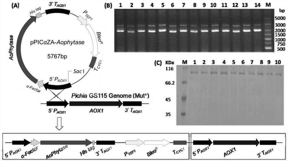 A kind of fungus source β propeller type recombinant phytase r-aophytase and its expression strain and application