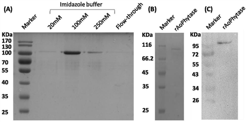A kind of fungus source β propeller type recombinant phytase r-aophytase and its expression strain and application
