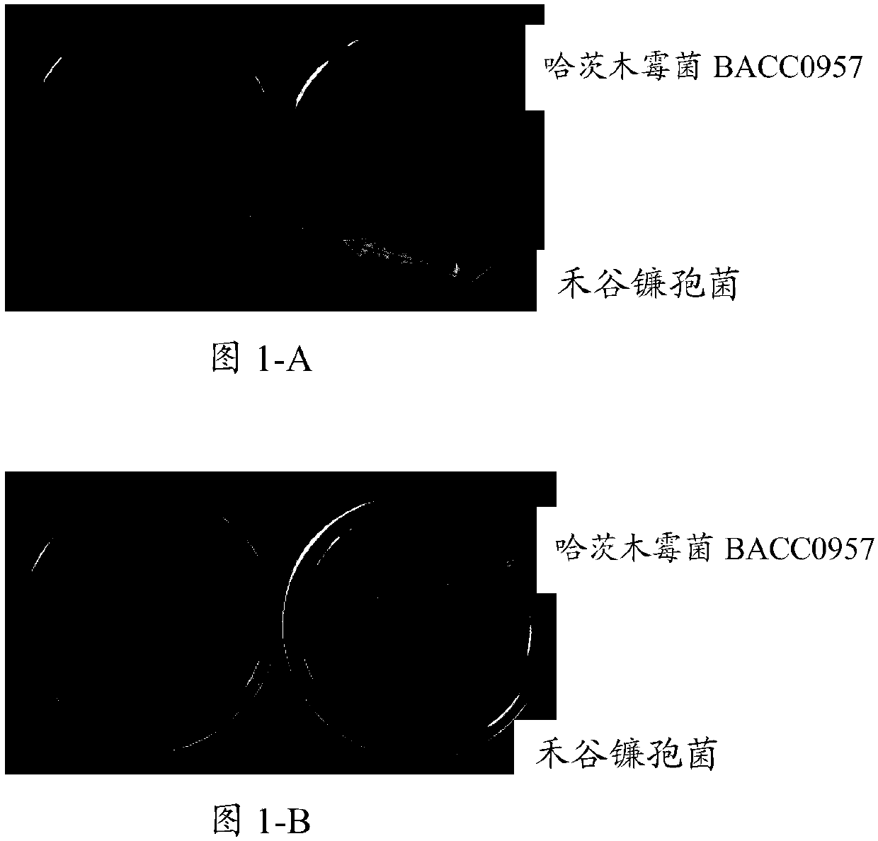 New trichoderma harzianum bacterial strain