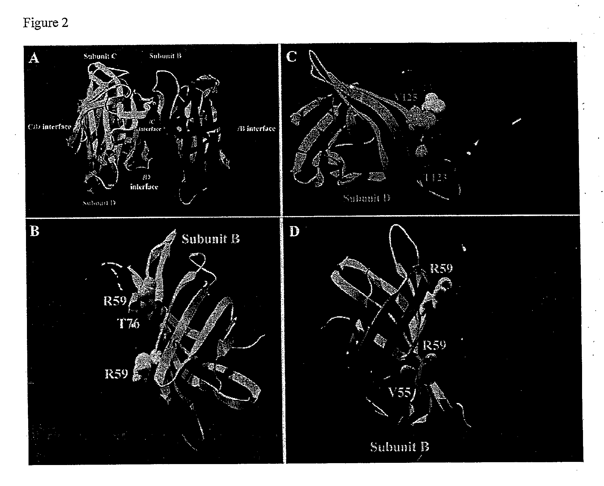 Monomeric streptavidin muteins