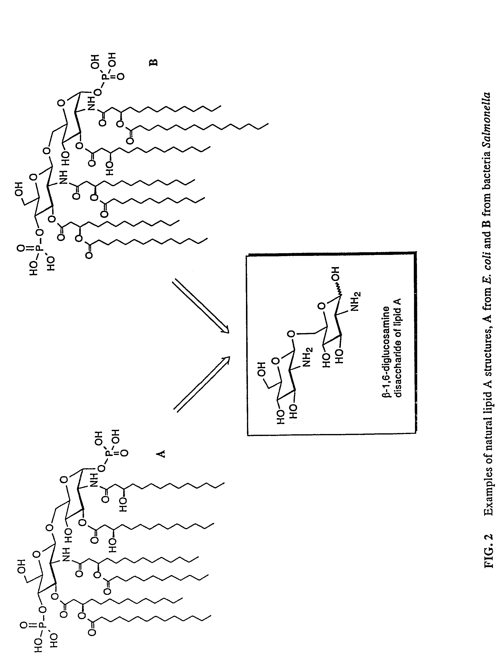 Lipid A and other carbohydrate ligand analogs