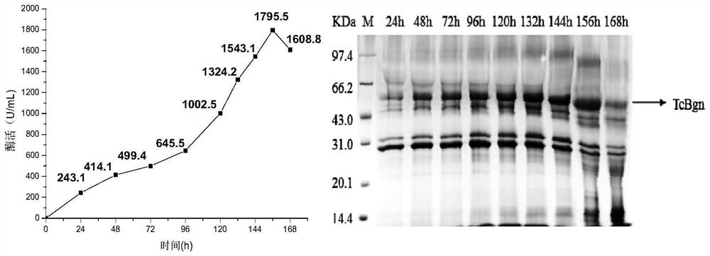 Method for preparing gentiosaccharide oligosaccharides by using β-1,6-glucanase and its application