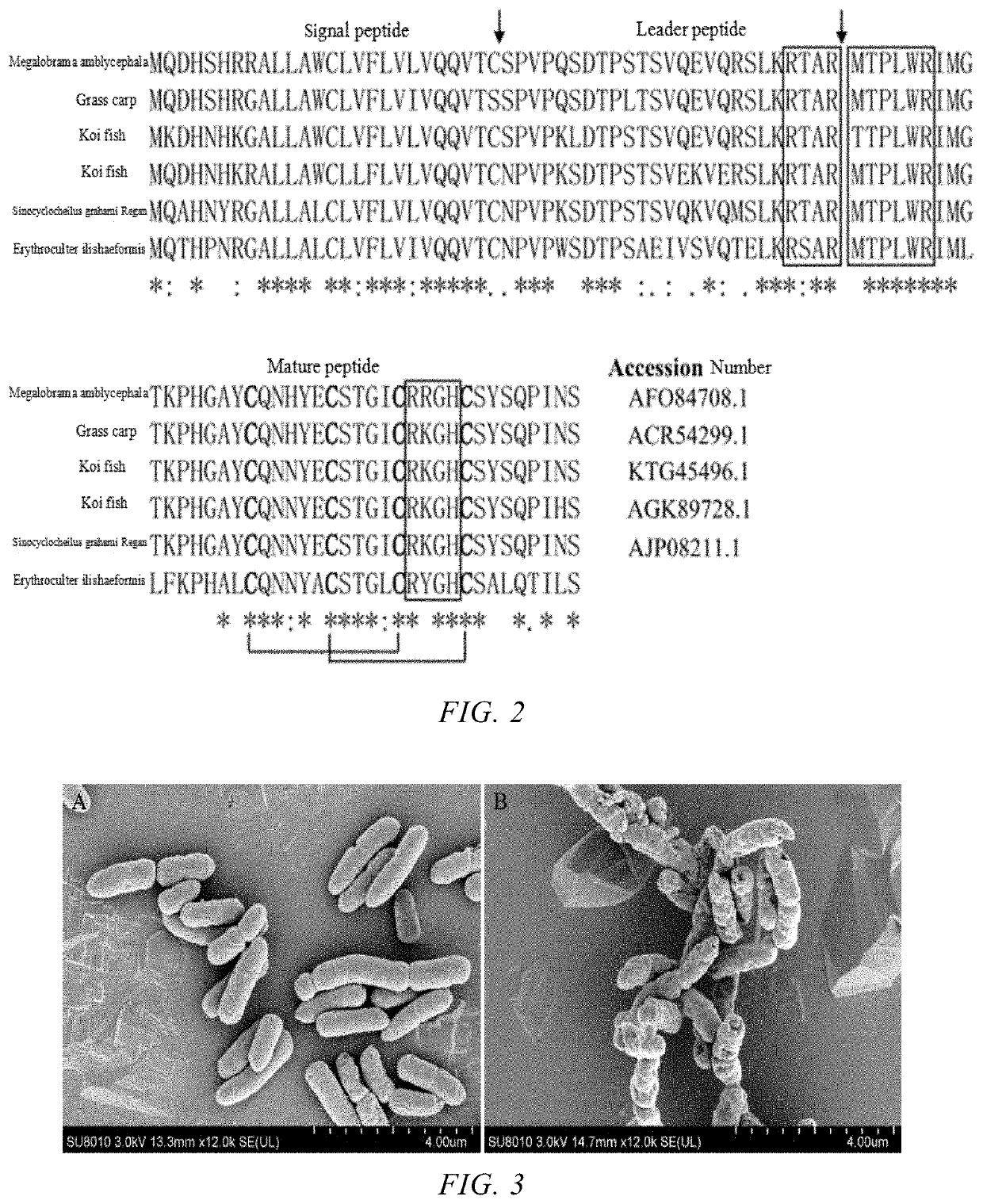 Antibacterial peptide derived from erythroculter ilishaeformis and use thereof