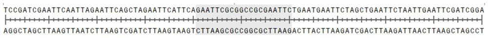 DNA molecular weight standard fragment amplification single-chain primer, amplification method and DNA molecular weight standard preparation method
