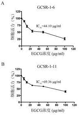 Application of epigallocatechin gallate (EGCG) in preparation of targeted drug