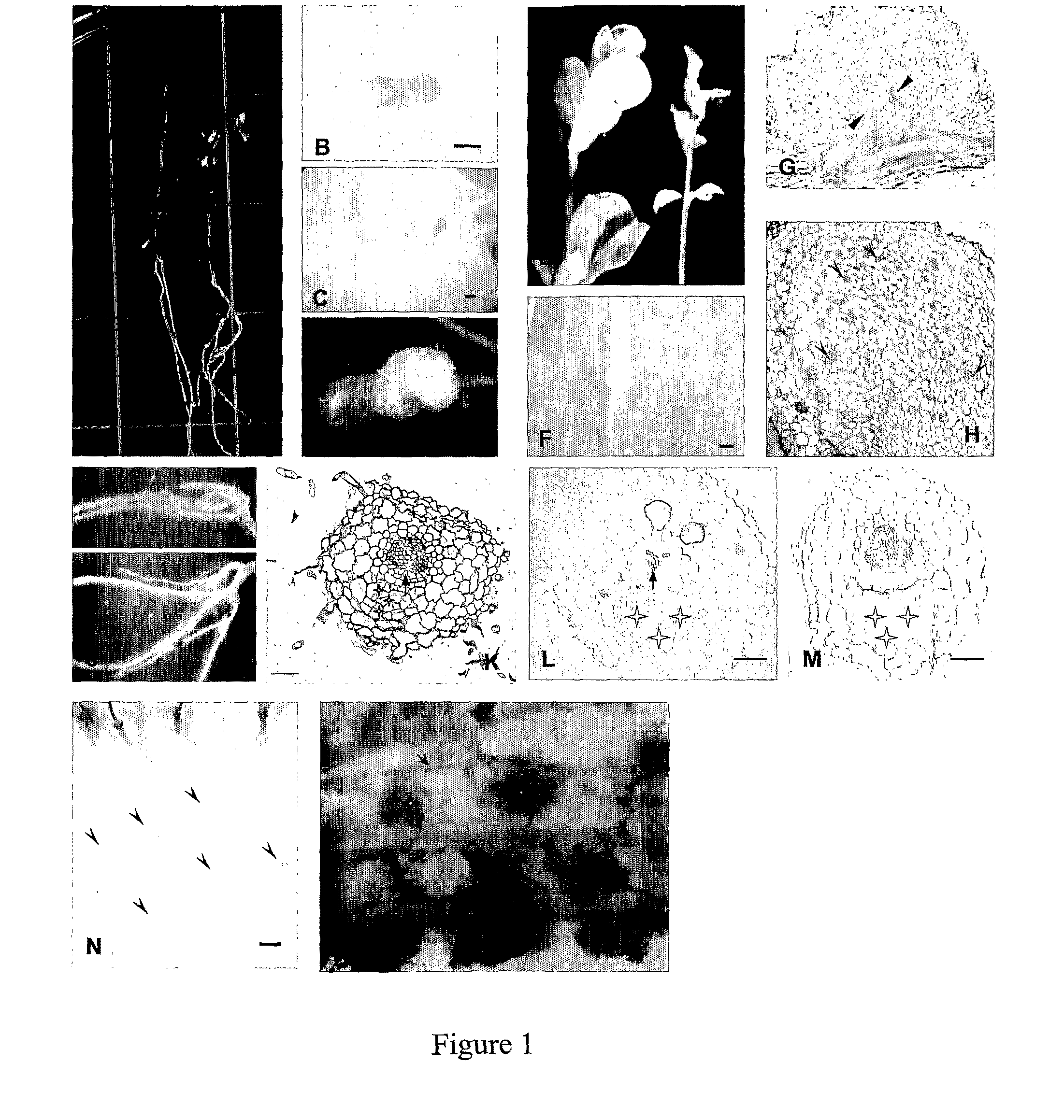 Spontaneous nodulation in plants