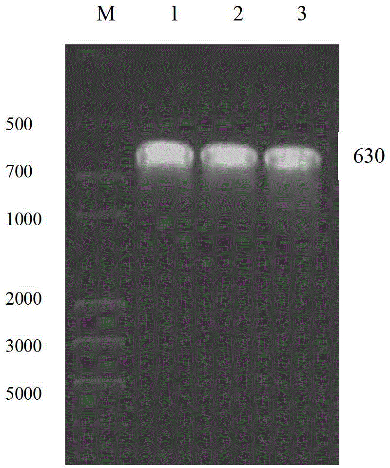 Recombinant sheep prion protein oPrP and preparation method and application thereof