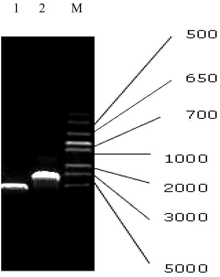 Recombinant sheep prion protein oPrP and preparation method and application thereof