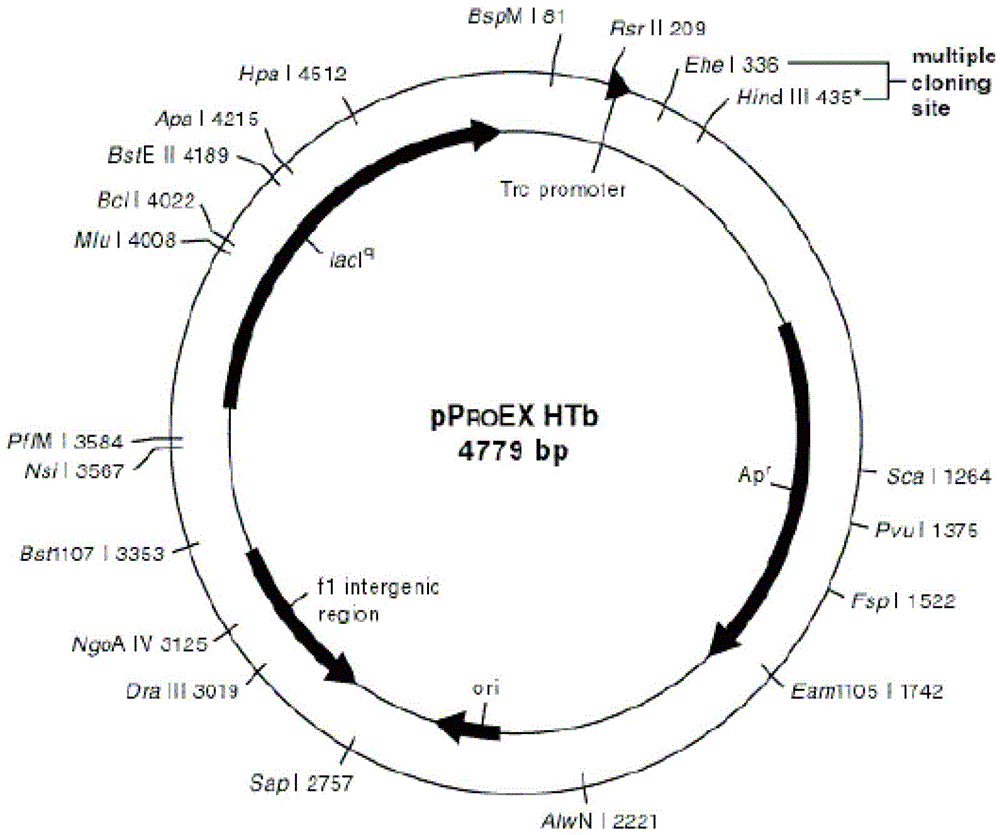 Recombinant sheep prion protein oPrP and preparation method and application thereof