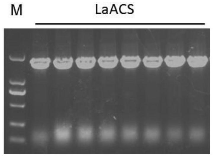 Lycoris aurea 1-aminocyclopropane-1-carboxylic acid synthetase as well as coding gene and application thereof