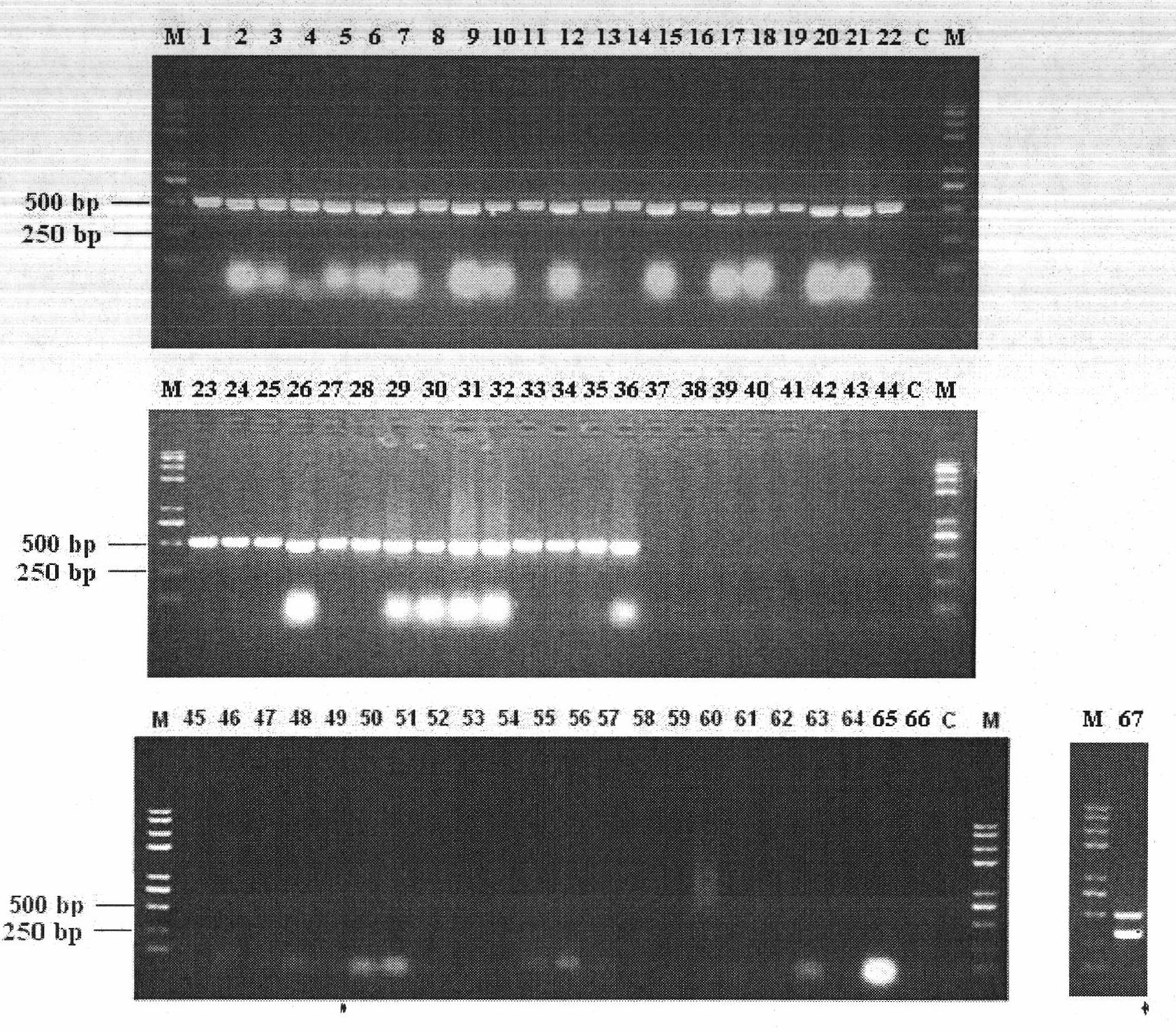Primer sequences for detecting Edwardsiella tarda, Edwardsiella ictarda or pathogenic Edwardsiella tarda, and detection method and application thereof