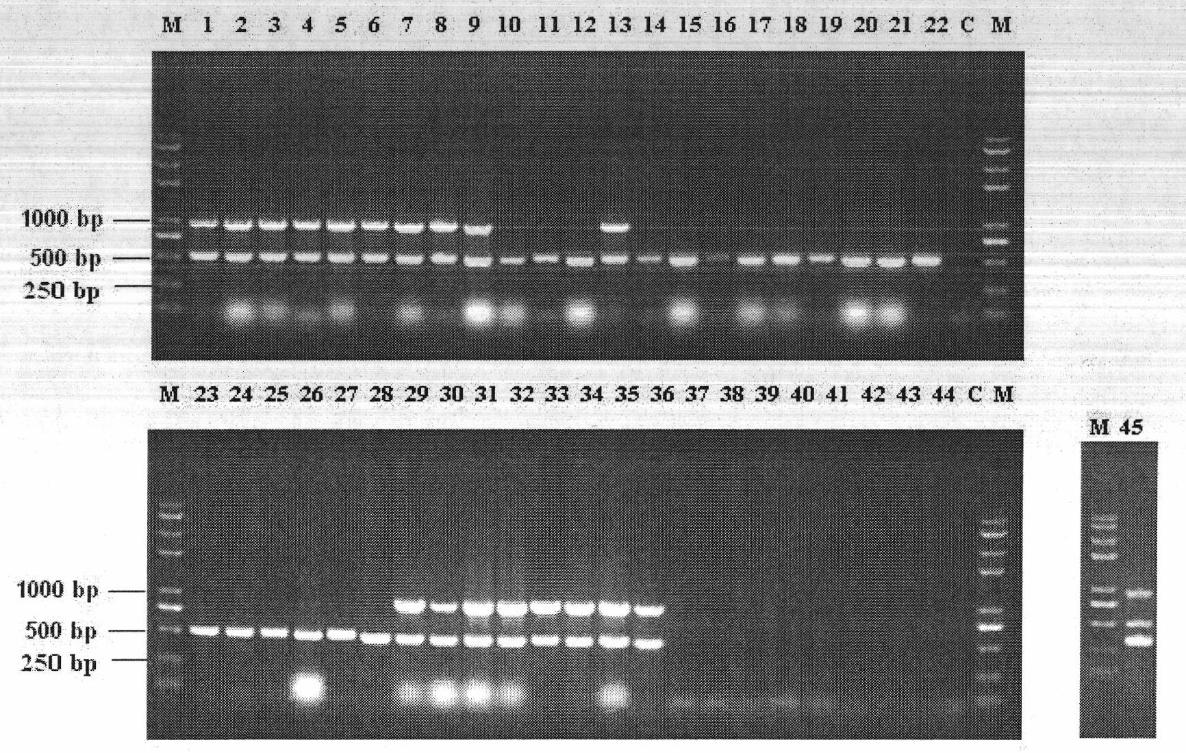 Primer sequences for detecting Edwardsiella tarda, Edwardsiella ictarda or pathogenic Edwardsiella tarda, and detection method and application thereof