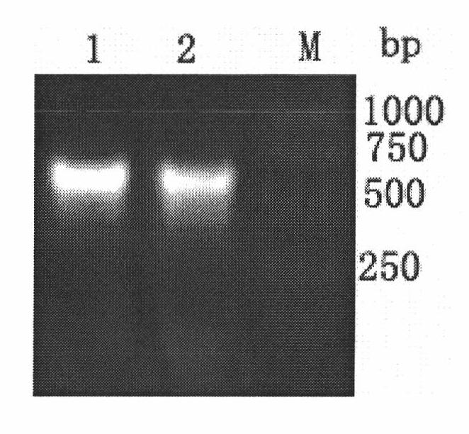 Yeast surface display of prawn white spot syndrome virus VP28 and application