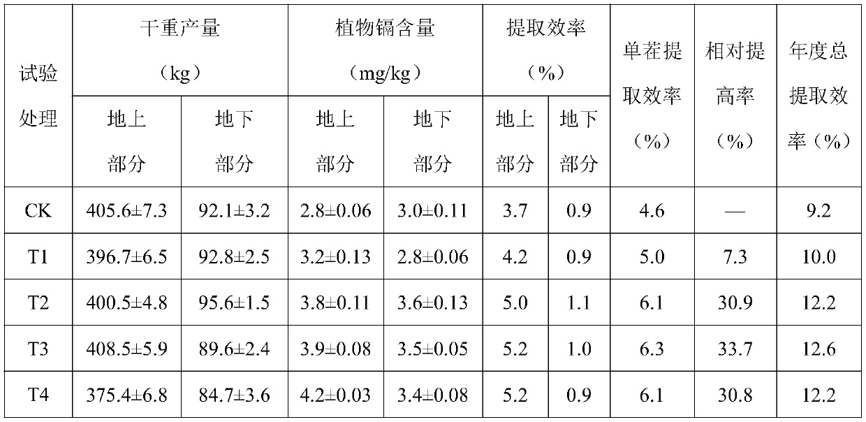 Method for strengthening Grain amaranth to restore cadmium-polluted cultivated land