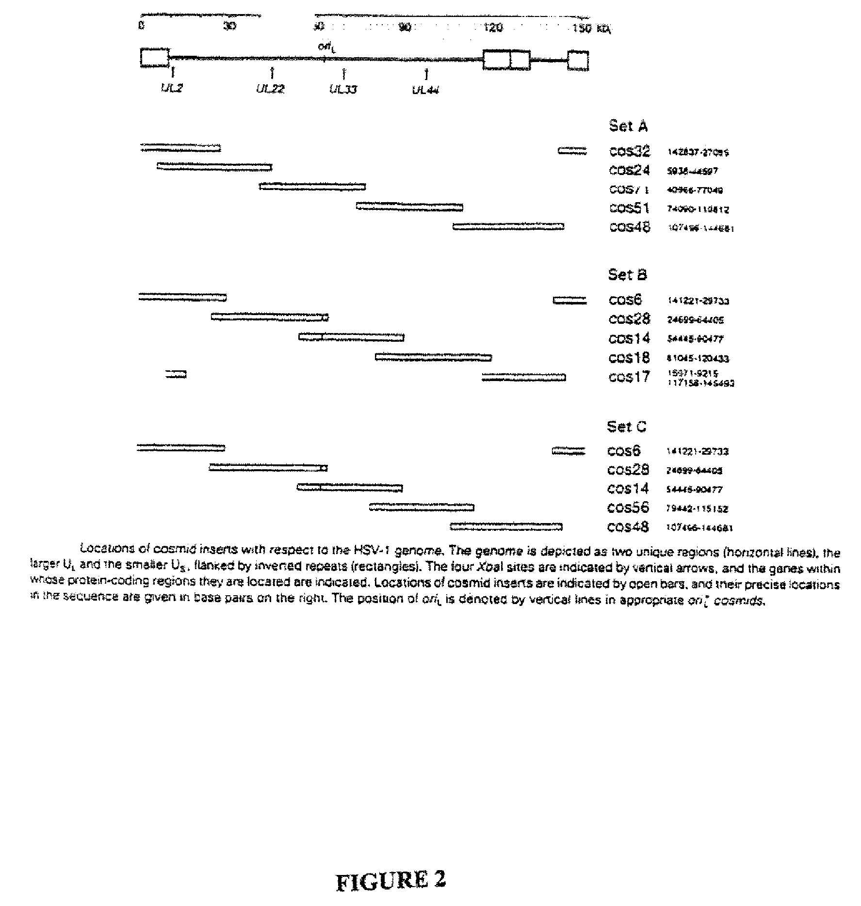 Cosmid dna constructs and methods of making and using same